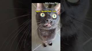 🐈‍⬛ Ese fue tu NOVIO 😹😹😹 gatos cat humor [upl. by Ahseik326]