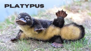 Platypus Facts Natures Most Bizarre Creature [upl. by Soigroeg]