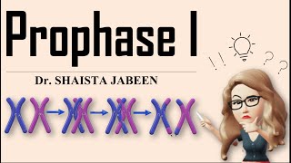 Prophase 1 Stages I Leptotene Zygotene Pachytene Diplotene Diakinesis I Meiosis1 I Recombination [upl. by Onaivatco]