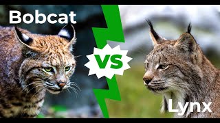 Bobcat vs lynx 4 Key Differences Explained [upl. by Yracaz]