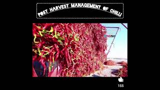 post harvest management of chilli crop [upl. by Ainiger388]