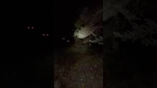 Hiking in the woods at night tree stand hunt hike hunt woods eyes [upl. by Amliw]