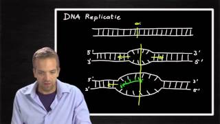 DNA Replication 504 [upl. by Nagn910]