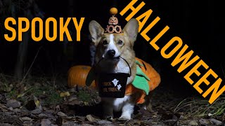 HALLOWEEN ADVENTURE  Topi the Corgi [upl. by Ennaitak475]