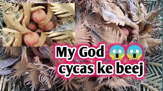 Cycas ke beej  Cycas palm tree  Vaaniplants  Care Of plants  Seeds collection [upl. by Naynek]