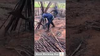 Hard Working Day 103 Sugarcane Cutting Process [upl. by Uht]