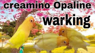 How to produce creamino Opaline lovebird  Best way to produce creamino Opaline  creamino Opaline [upl. by Anairda841]