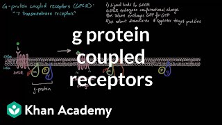 G Protein Coupled Receptors  Nervous system physiology  NCLEXRN  Khan Academy [upl. by Fowle]