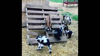 Baby Goats Jumping and Playing [upl. by Lessard]