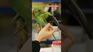 Ringnet parrot 🦜 death art  birds parrot death art sadvideo shorts [upl. by Hajed]