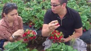 Strawberry Picking at Eumundi Sunshine Coast QLD [upl. by Alegnave]