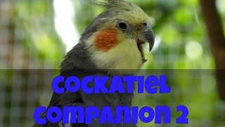 Cockatiel Companion 2 60 minutes of Cockatiel Sounds for your Pet Cockatiel CockatielCompanion [upl. by Andryc]