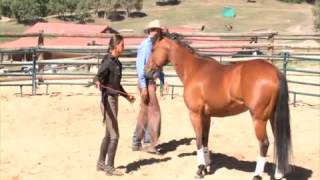 Parelli Liberty Horse Training  Four Savvys DVD Excerpt [upl. by Anemix]