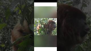 Scariest sound of Howler monkey mysterious facts [upl. by Lennon701]