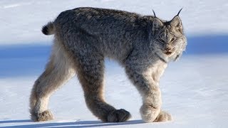 CANADIAN LYNX  Amazing Animal Species [upl. by Hayifas]