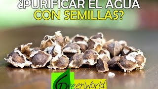 Purificar el agua con semillas de Moringa  Agua limpia para todos [upl. by Agosto902]