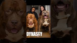 Dog Dynasty is a fraud Not Pitbulls His dogs are mutts which is why he needs to mislabel them [upl. by Habas333]