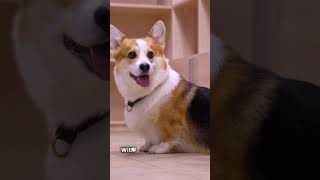 Why Corgis Are More Than Just Cute dog facts doglover shorts s [upl. by Abagael]