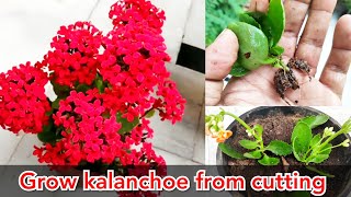 kalanchoe का पौधा मुफ्त मैं त्यार कीजिये Grow kalanchoe cuttings for free [upl. by Oiramaj]