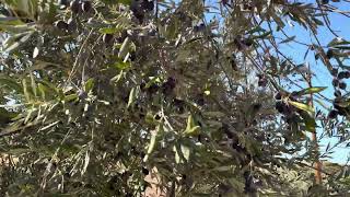 Pasyalan natin mga bunga ng olive trees Kung puede na iharvest olives trees nature pinoyabroad [upl. by Wehttam365]