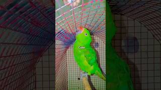 Main tota main tota ringneck parrot shorts porrot birds cute parrrot greenparrot [upl. by Zellner]