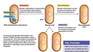 Chapter 8 Microbial Genetics [upl. by Beshore]