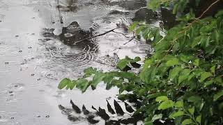 ✨ Evening Rain Sounds Birdsong and Relaxation Music Part 2 ✨ [upl. by Milah]