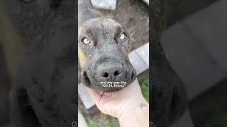 Dog Who Had 12 Puppies In The Shelter Gets A Spa Day  The Dodo [upl. by Nyvlem240]