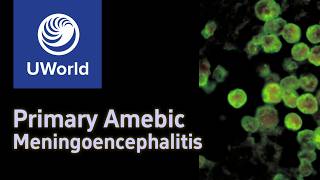 Primary Amoebis Meningoencephalitis amp Naegleria FowleriNaegleriasis  AmoebaAmeba USMLE Step 1 [upl. by Oel643]