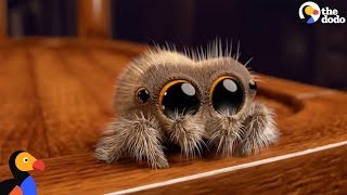 Lucas The Spider Creator Explains How He Makes People Fall In Love With Spiders  The Dodo [upl. by Worthy]