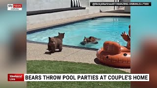 Family of bears cool off in California couple’s pool [upl. by Garfinkel64]