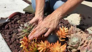 Succulent Planting Tips [upl. by Aruat595]