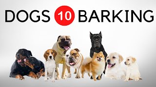 10 Dogs Barking Sound Effects And Noises Barking Dogs HQ Loud [upl. by Suilenroc2]