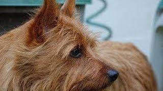 Australian Terrier Terrier de Australia [upl. by Lali860]