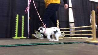 Rabbit hopping at the 2017 Pennsylvania Farm Show [upl. by Refinnej153]