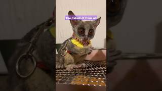 The most adorable Galago BushBaby youve ever seen bushbaby animals galago shorts [upl. by Harv]