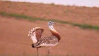 great Bustard [upl. by Katine166]