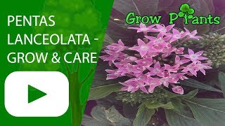 Pentas lanceolata  grow and care [upl. by Assiluy31]