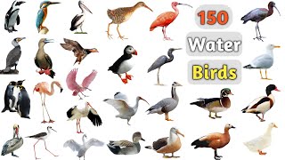 Water Birds Vocabulary ll 150 Water Birds Name In English With Pictures ll Aquatic Birds Name [upl. by Supen]