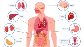 palpation percussion and Auscultation of the lungs heart kidney bladder gallbladder and liver [upl. by Sucramraj887]