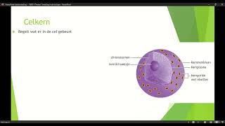 Klas 4 VWO Thema 1 Inleiding in de biologie basisstof 4 organellen deel 1 [upl. by Aneev923]