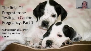 Dr Andrea Hesser discusses progesterone testing in breeding dogs [upl. by Aihsekal]