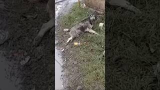 Pregnant Dog Cried At Roadside Waiting For Help After Being Badly Injured [upl. by Norrahs413]