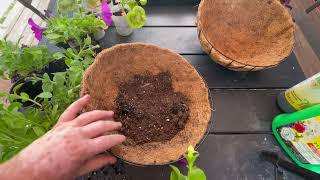 Making Petunia Geranium Ball Hanging Baskets [upl. by Adnauqal]