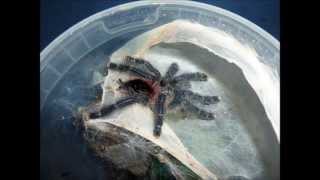 Tarantula Picture Collection Video 6 [upl. by Arlee4]