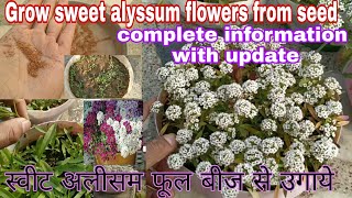 How to grow sweet alyssum flower plant from seed with updatesweetalyssumalyssumplant [upl. by Neraa]