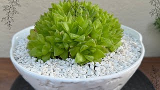 How to Repot Haworthia Cymbiformis Tips amp Trickssucculents suculentashaworthia [upl. by Ecirahs]