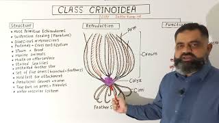 Class Crinoidea UrduHindi medium profmasoodfuzail Phylum Echinodermata  Sea lilies [upl. by Gignac]