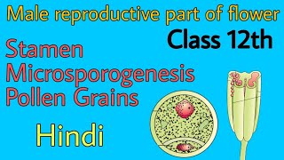 Stamen microsporangium and pollen grains class 12th by be educated in hindi [upl. by Ellette]