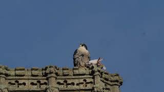 Falcon calls to tiercel [upl. by Sigfrid296]